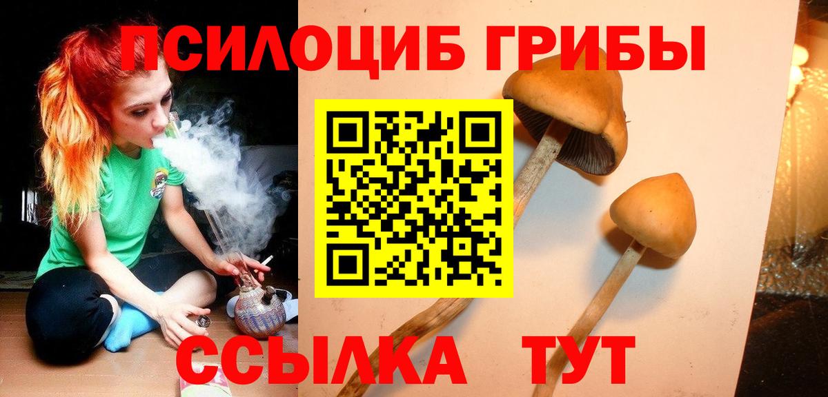 Ачхой-Мартан  закладка  Вход с VPN  Галлюциногенные грибы Psilocybe 